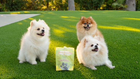 Are Freeze-Dried Foods Good for Dogs and Cats?