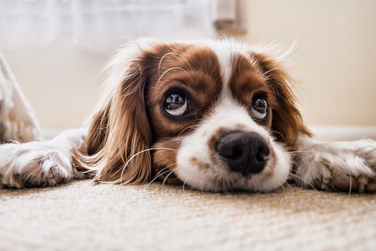 What Does Dog Poop Say About My Dog’s Health? A Comprehensive Guide