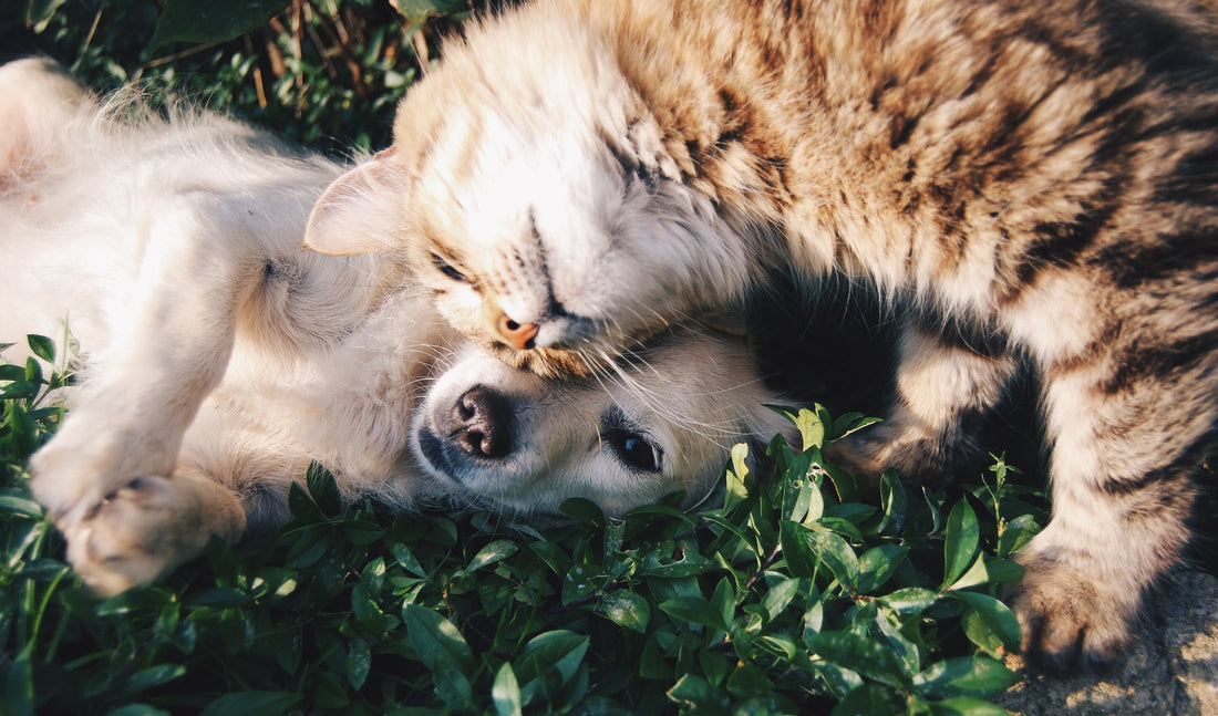 5 Benefits of Fish For Dogs and Cats
