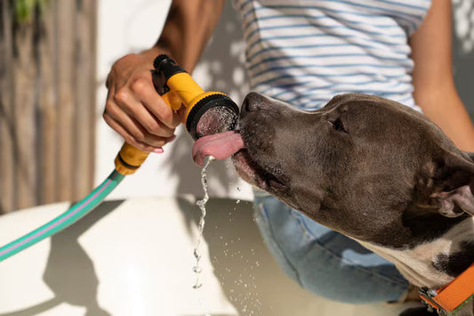 How to Keep Your Pet Hydrated During Hot Weather