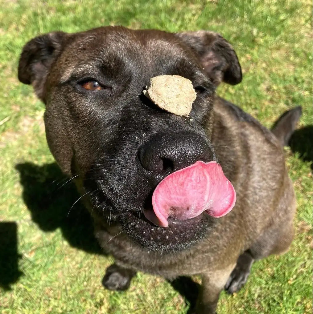 Italian Meatball Dog Treats