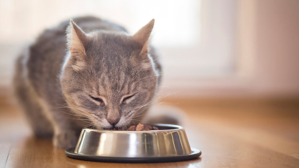 cat eating out of a food bowl on the floor