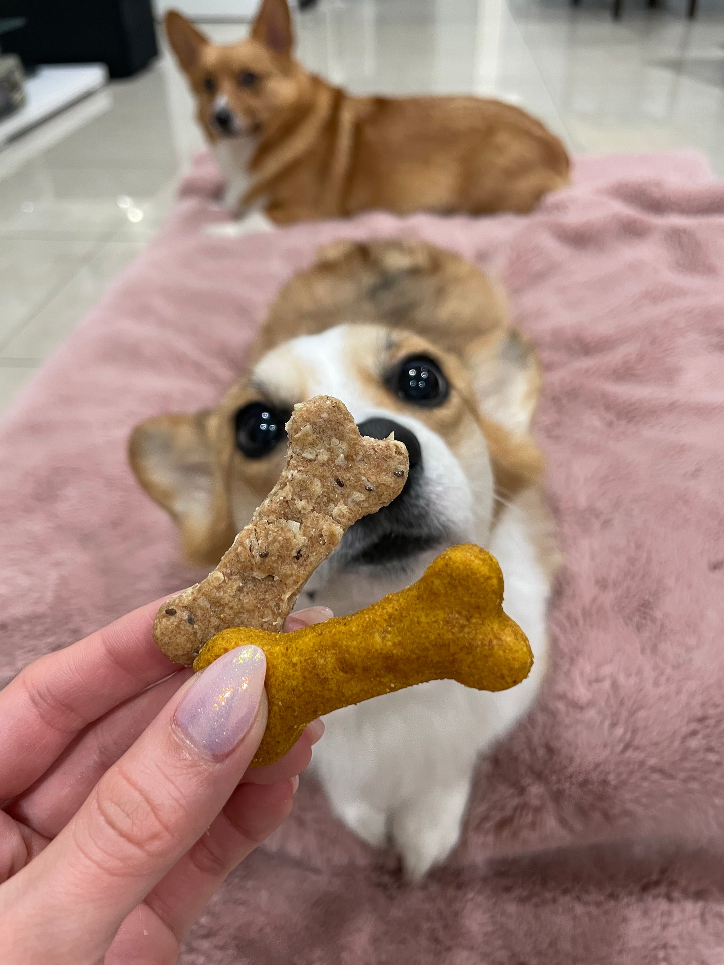 A Corgi about to eat a Loaded Nut dog treat