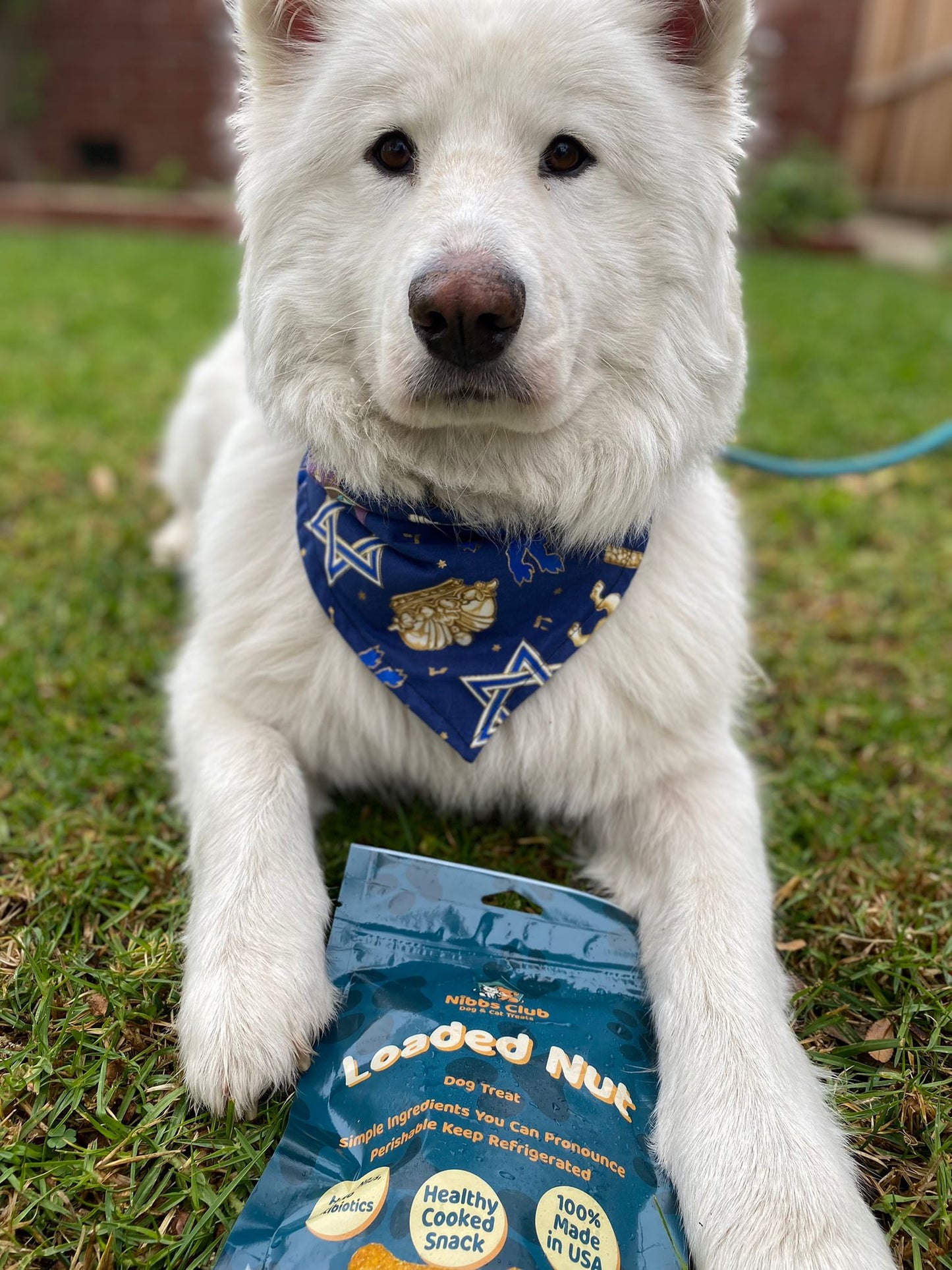 Large white dog cradling a bag of Loaded Nut dog treats
