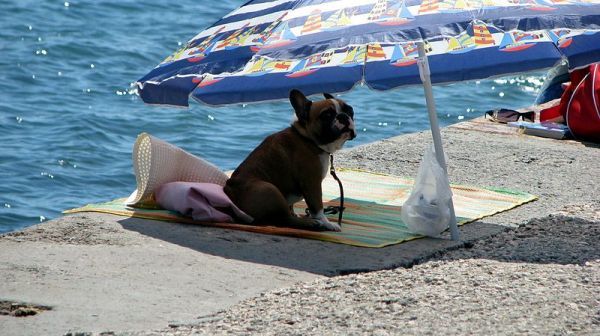HOW MUCH WATER SHOULD YOU GIVE YOUR DOG OR CAT DURING THE SUMMER?