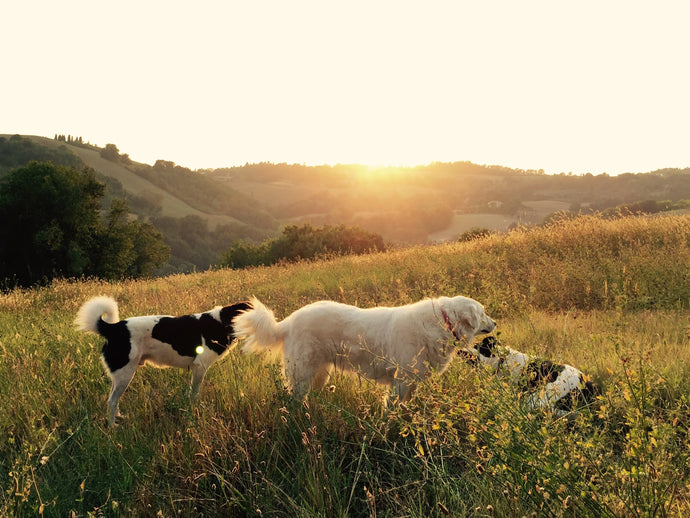 What Are Ticks and What To Do About Them