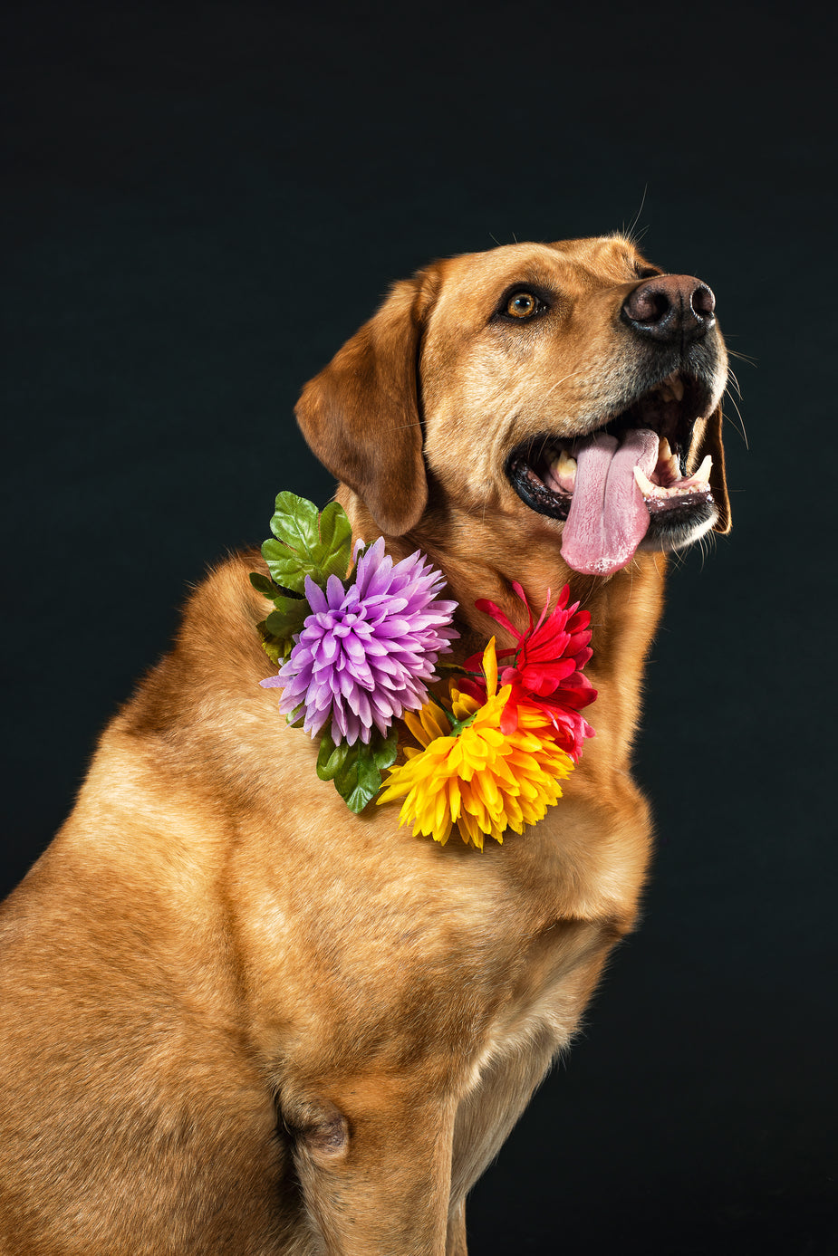 5 Common Dog Collars and How To Use Them