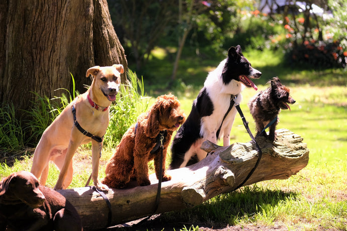 Why is my dog vomiting and what do I do?