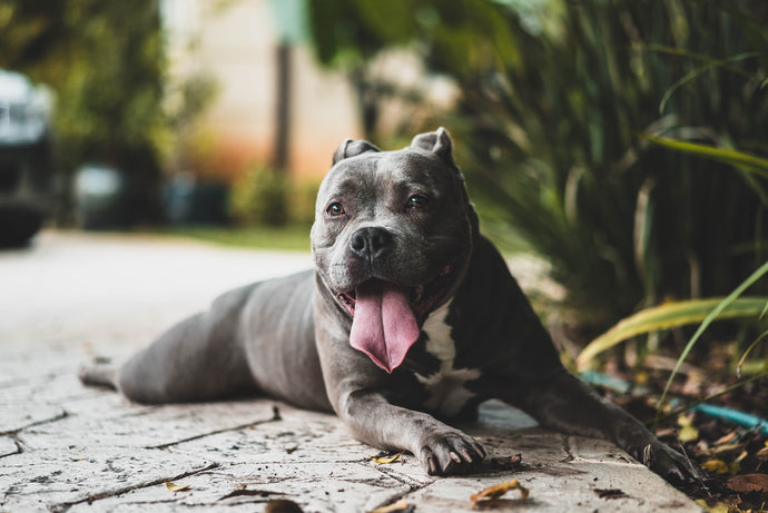 What Does My Dog's Poop Say About Their Health?
