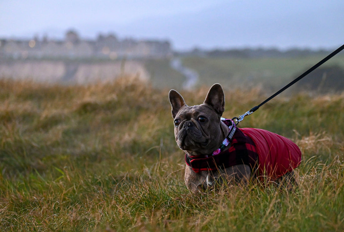 5 Essential Items To Make Your First Aid Kit For Pets At Home