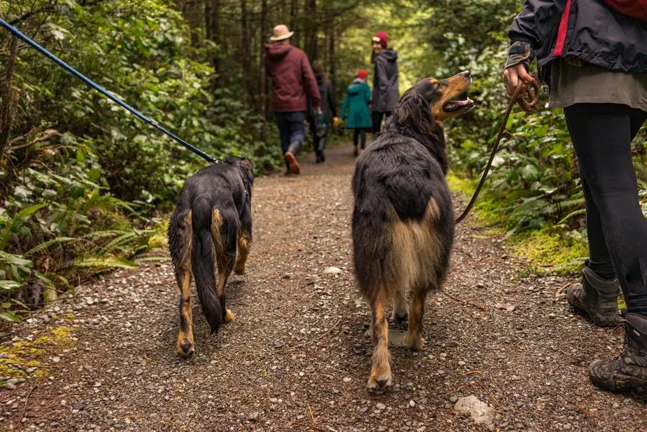 5 Ways How To Train Your Dog To Walk On a Leash Without Pulling