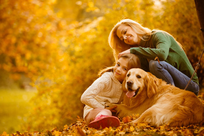 4 Last Minute DIY Costumes for Dogs