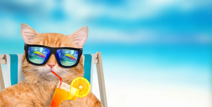 5 Ways To Keep Your Pet Cool During the Summer
