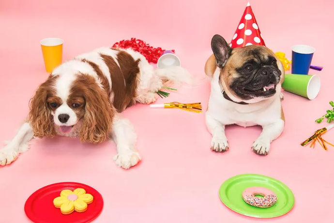 10 Things to Know About A Healthy Dog Diet