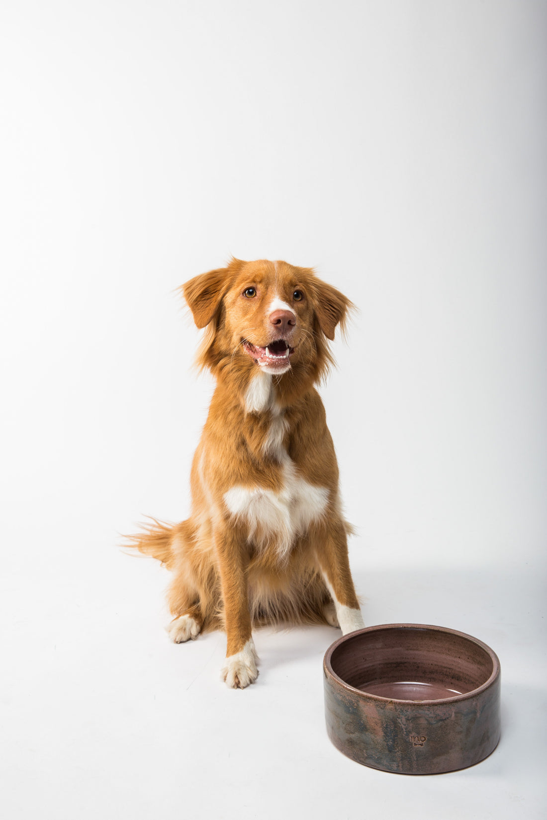 When To Give Healthy High Fat Treats To Your Dog