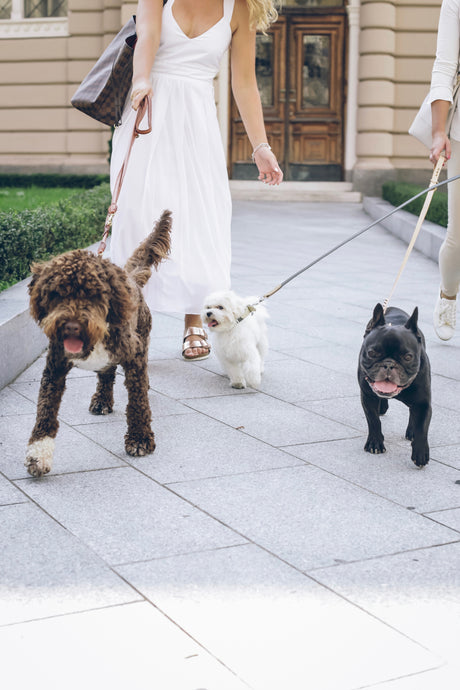 Positive Mental Health Effects of Pets