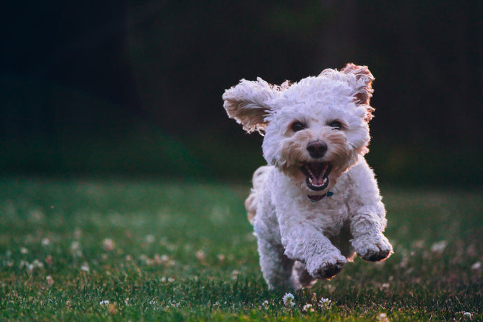 10 Tips for A Beginner’s Guide to Dog Food and Treats – Diet and Nutrition