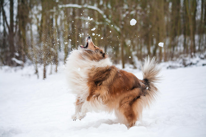 5 Things To Remember About Pet care During Winter - Wintertips