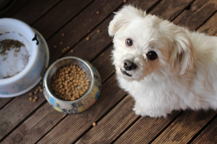 3 Things to Know About Grain-Free Dog/Cat Food and Treats
