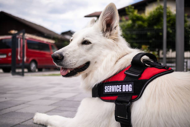 The Ultimate Guide to Obtaining a Service Animal Certificate in California