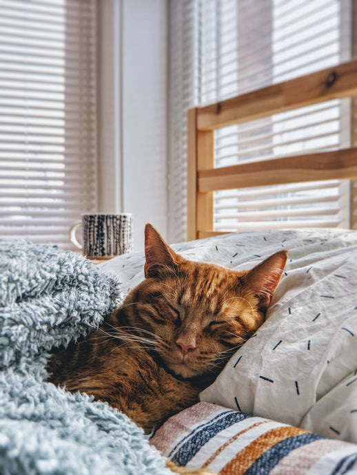 Why Dehydration Is Dangerous for Cats