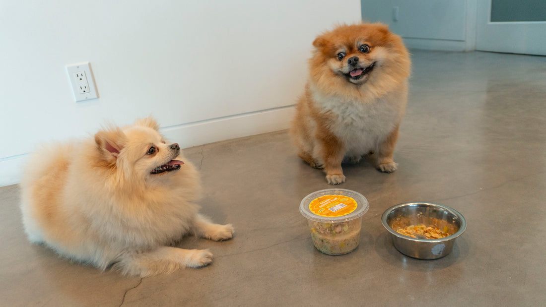 New Year, New Glow: The Connection Between Diet and Coat