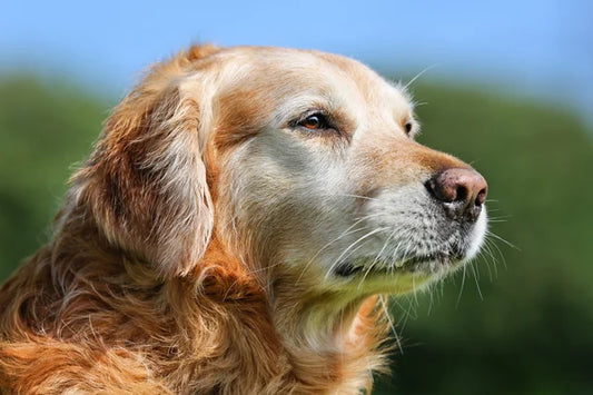 The Effects of Diet Quality and Body Condition on Canine Cognitive Health