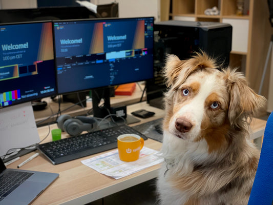 PET PARENTS RETURNING TO WORK