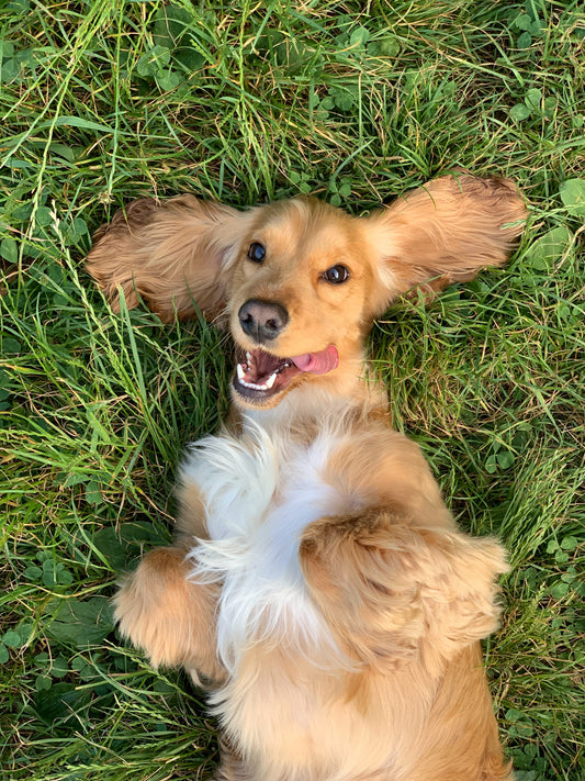 Popular Health Insurance and Wellness Plans for Dogs, Cats, and Other Pets