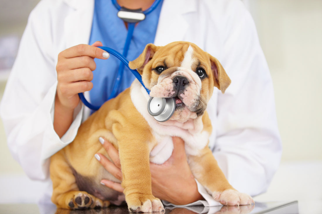 HOW TO GET YOUR DOG TO TAKE HIS MEDICATION - Pill Pocket Dog Treat