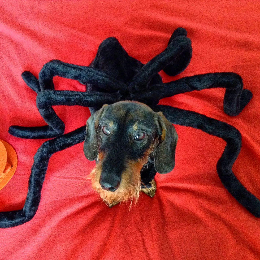 Easy Last-Minute Halloween Costume Ideas for Dogs and Cats 🎃🐾