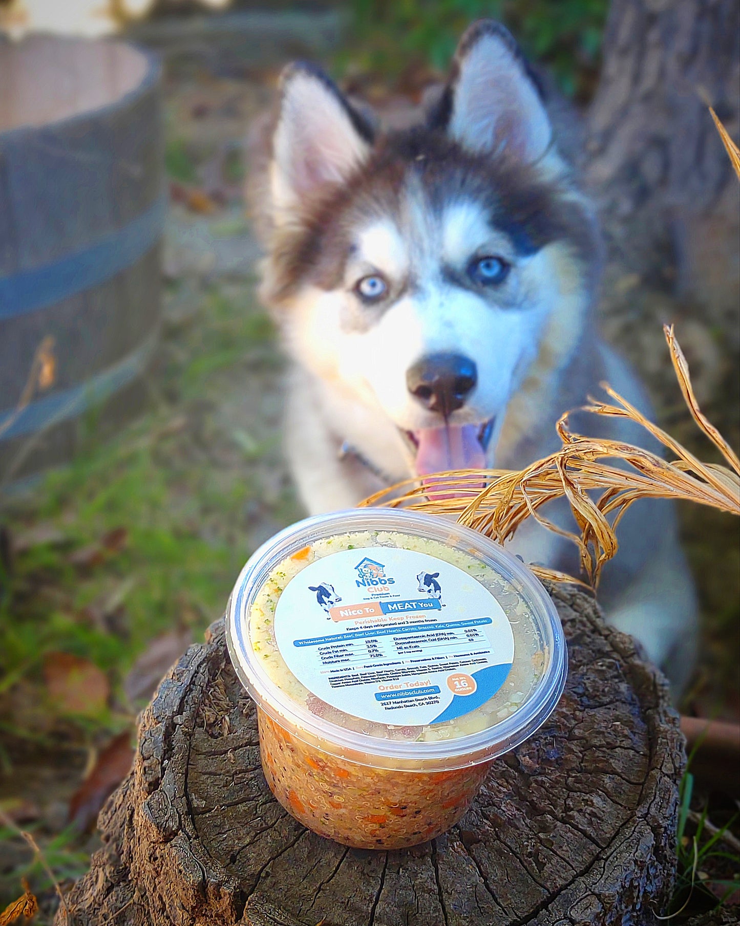 Nice to Meat You dog food and topper in front of a husky