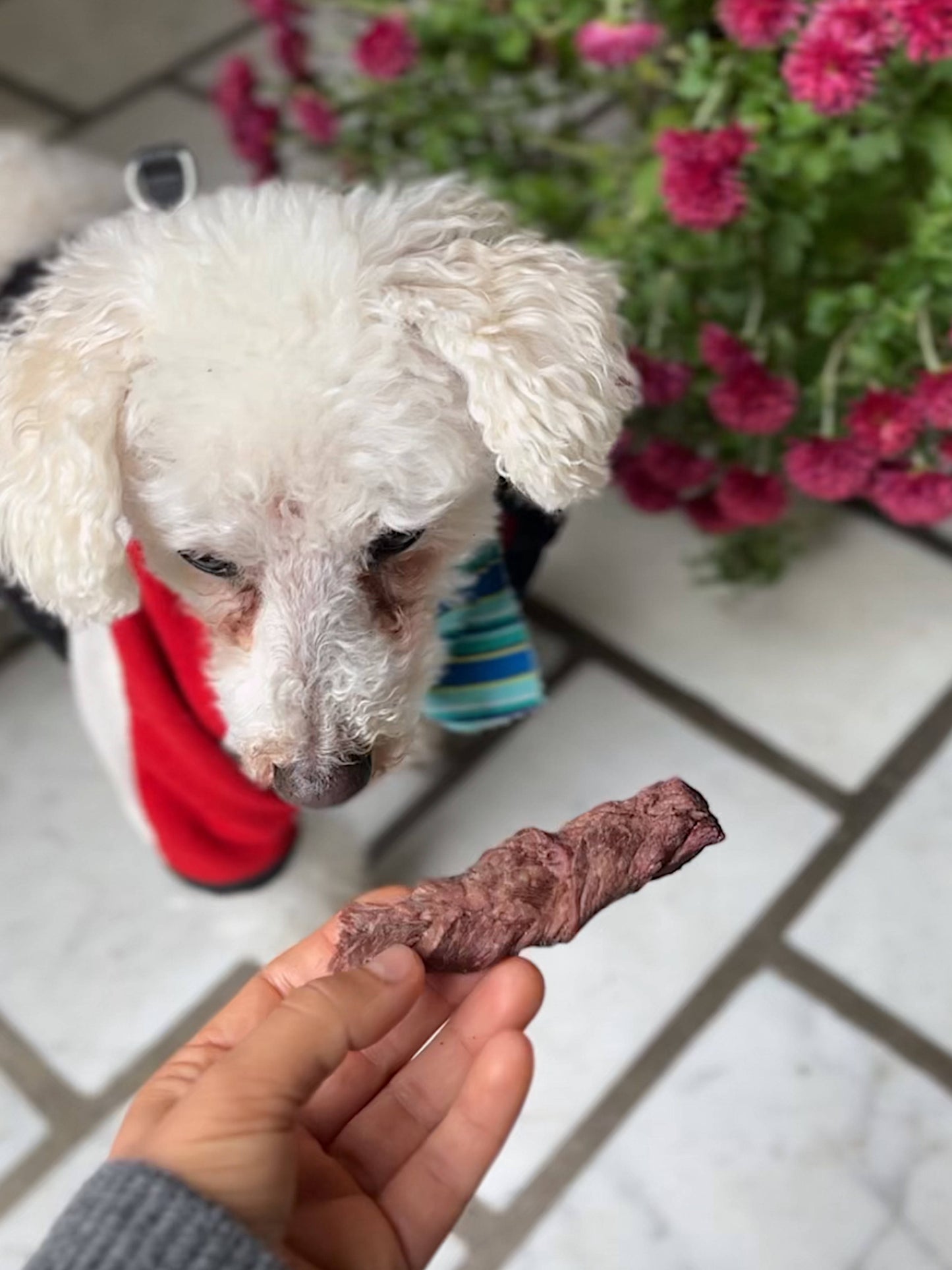 Little white dog next to a stick of the Moo Moo Beef Jerky dog treat