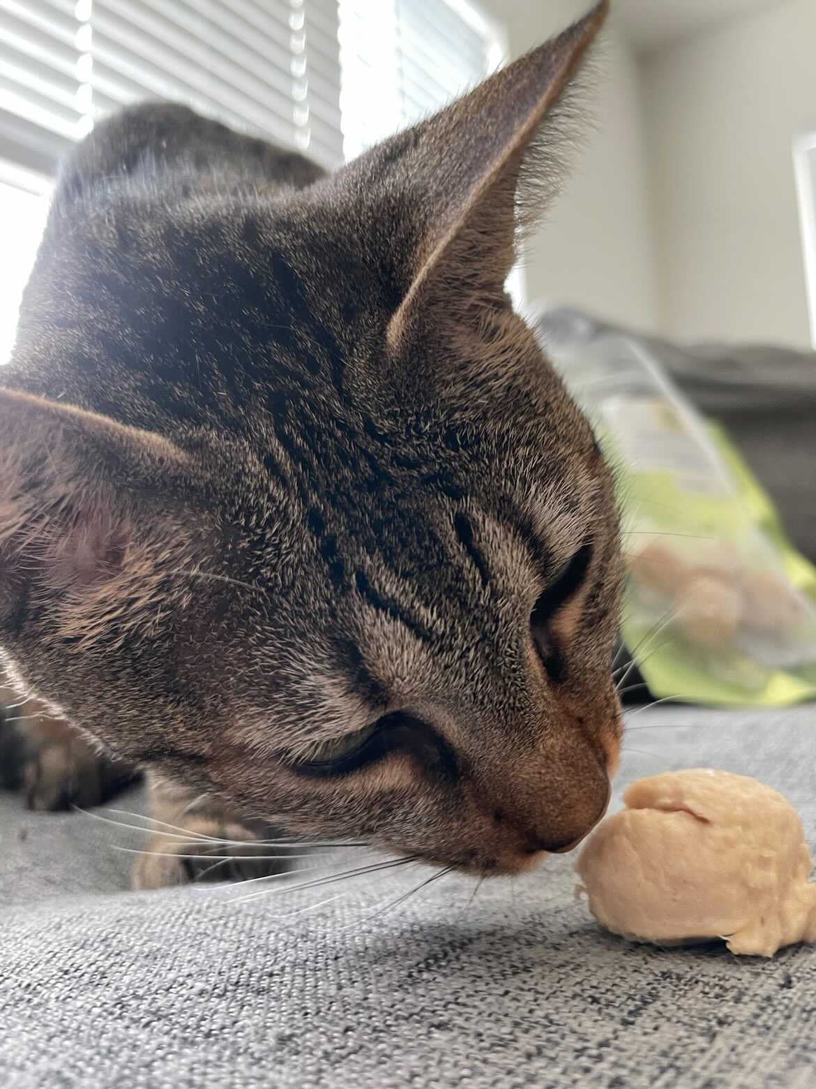A cat eating a Cluckin Good Chicken Meatball Cat Treat