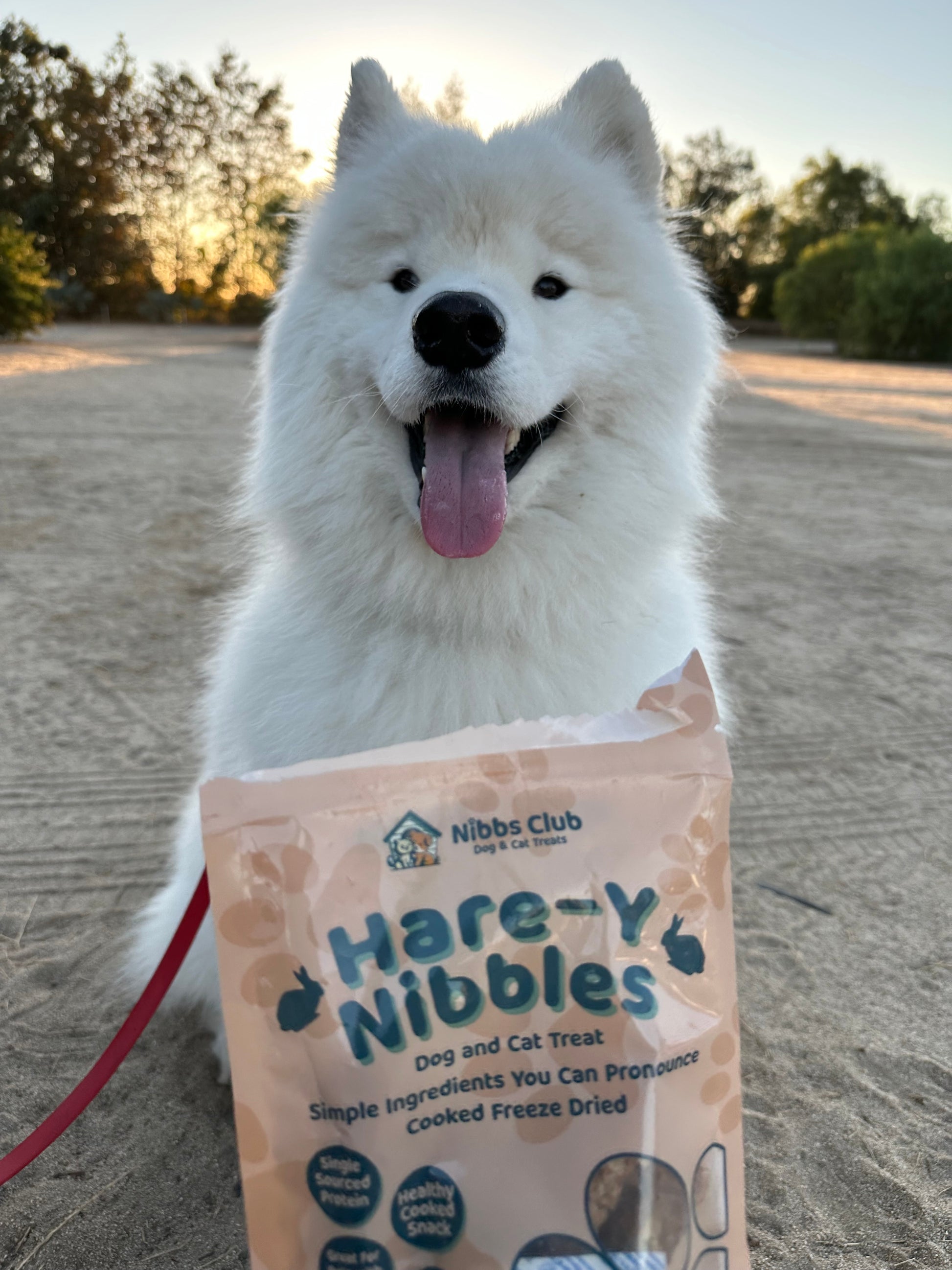 Large smiling white dog looking at the camera behind a package of Hare-Y Nibble Dog and Cat Treats