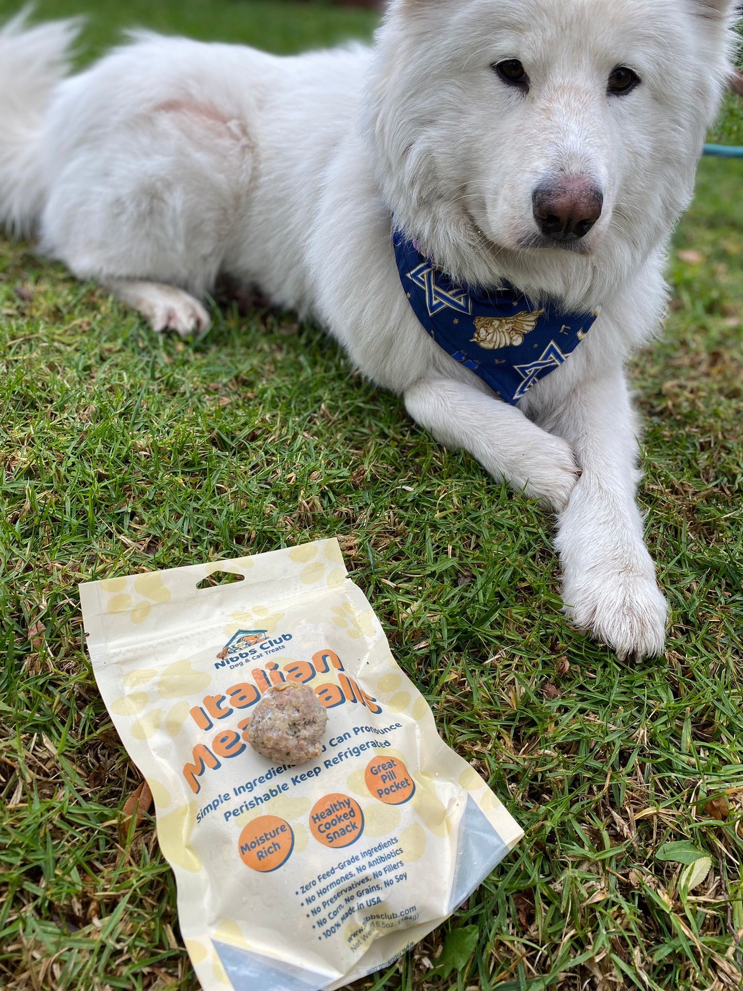 Large white dog laying down behind a package of Italian Meatball dog treats in the grass