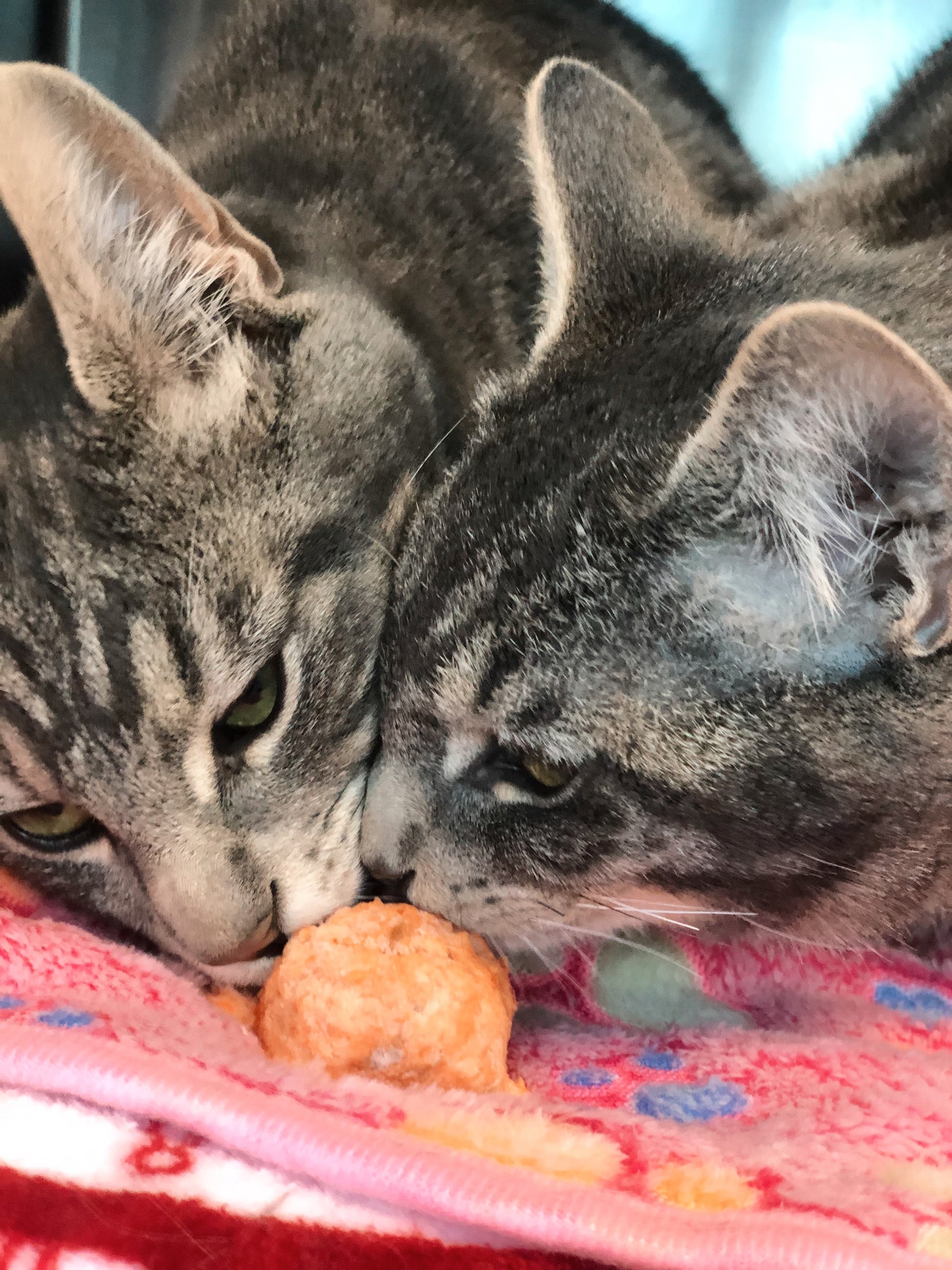 Two cats eating a Salmon Fish Ball cat treat