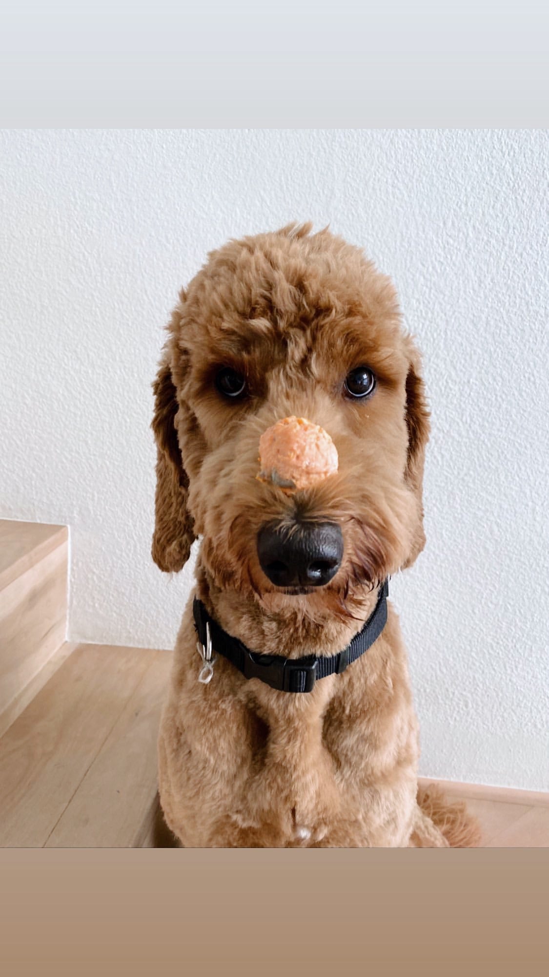 Light brown dog with a Salmon Fish Ball dog treat on his nose 