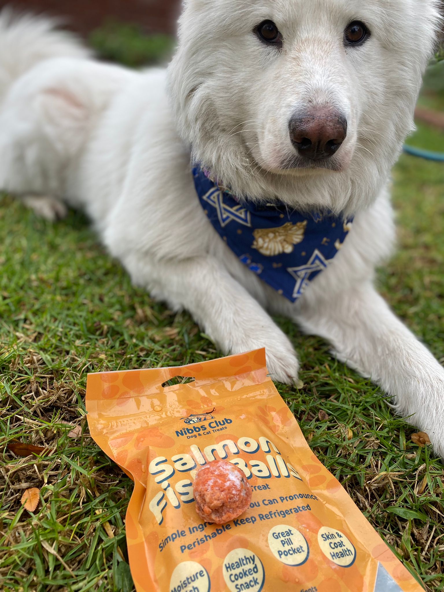 White dog lying in the grass behind a package of Salmon Fish Ball dog treats and cat treats