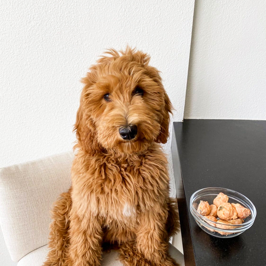 Light brown medium sized dog sitting next to a bowl of Salmon Fish Ball dog and cat treats